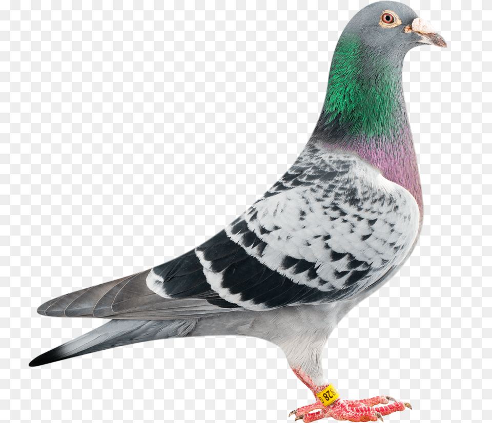 Pigeon, Animal, Bird, Dove Free Png