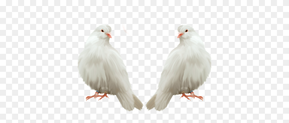 Pigeon, Animal, Bird, Dove Free Png Download