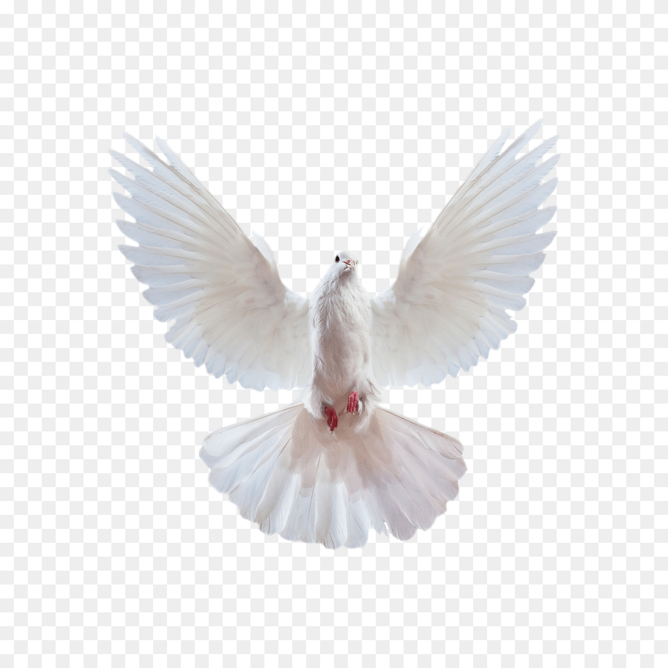 Pigeon, Animal, Bird, Dove Free Transparent Png