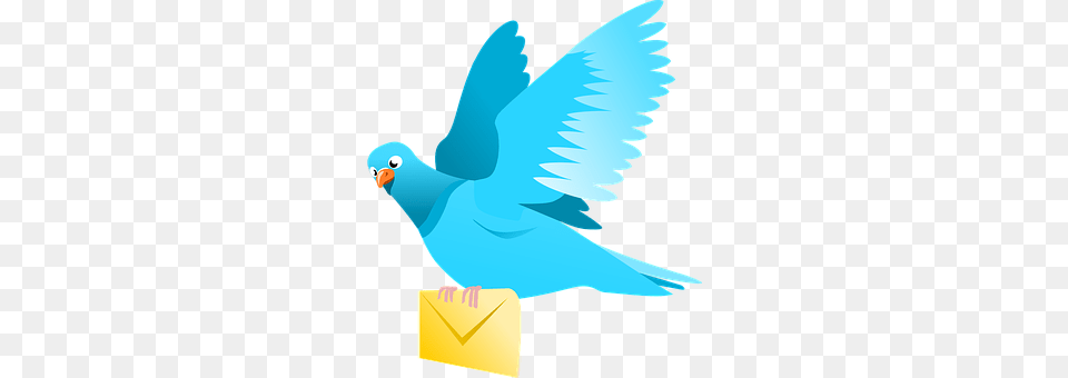 Pigeon Animal, Bird, Parakeet, Parrot Free Transparent Png