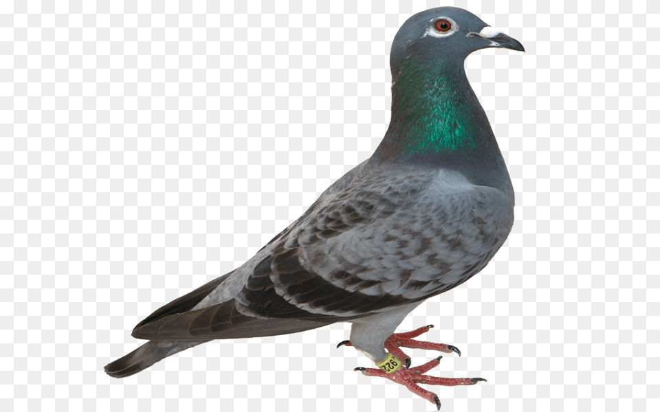 Pigeon, Animal, Bird, Dove Png