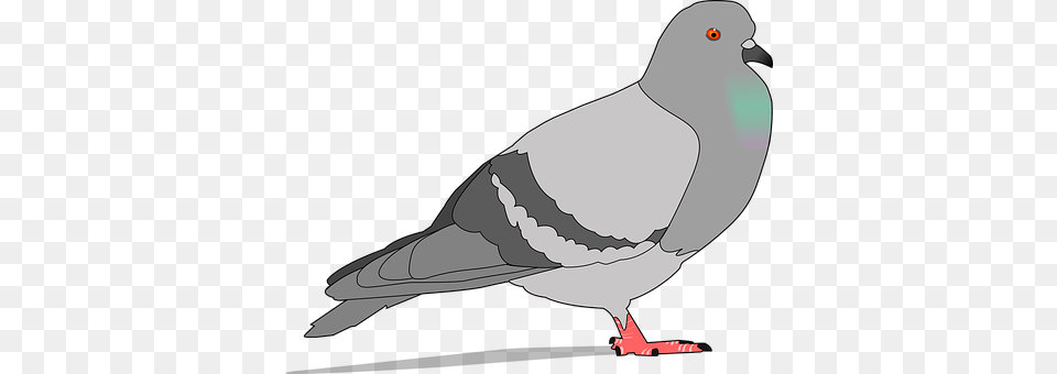 Pigeon Animal, Bird, Dove Free Transparent Png