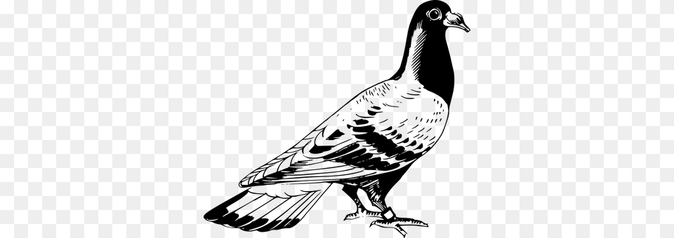 Pigeon Gray Free Png