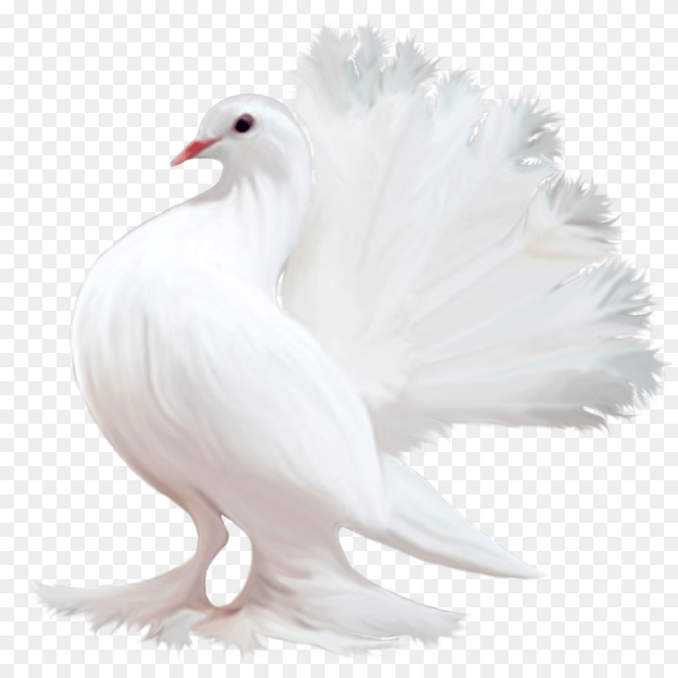 Pigeon, Animal, Bird, Dove Free Png Download