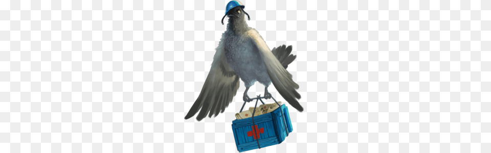 Pigeon, Animal, Bird, Jay, Blackbird Free Transparent Png