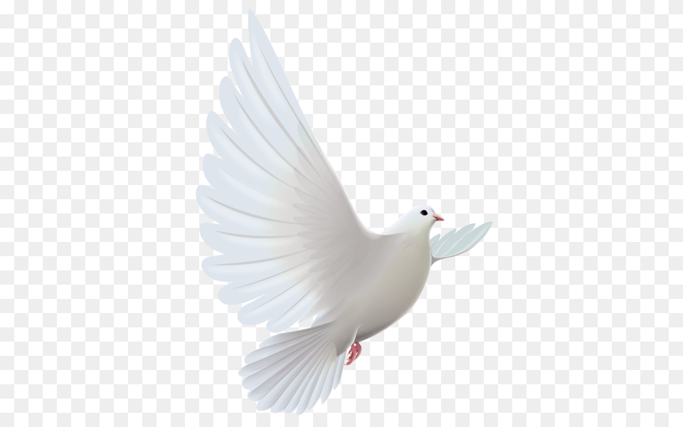 Pigeon, Animal, Bird, Dove Png