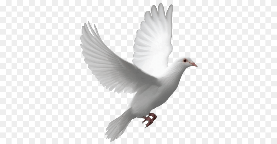 Pigeon, Animal, Bird, Dove Free Png