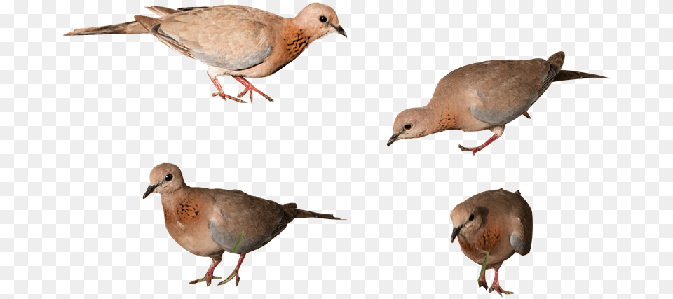 Pigeon American Mourning Dove, Animal, Bird Png