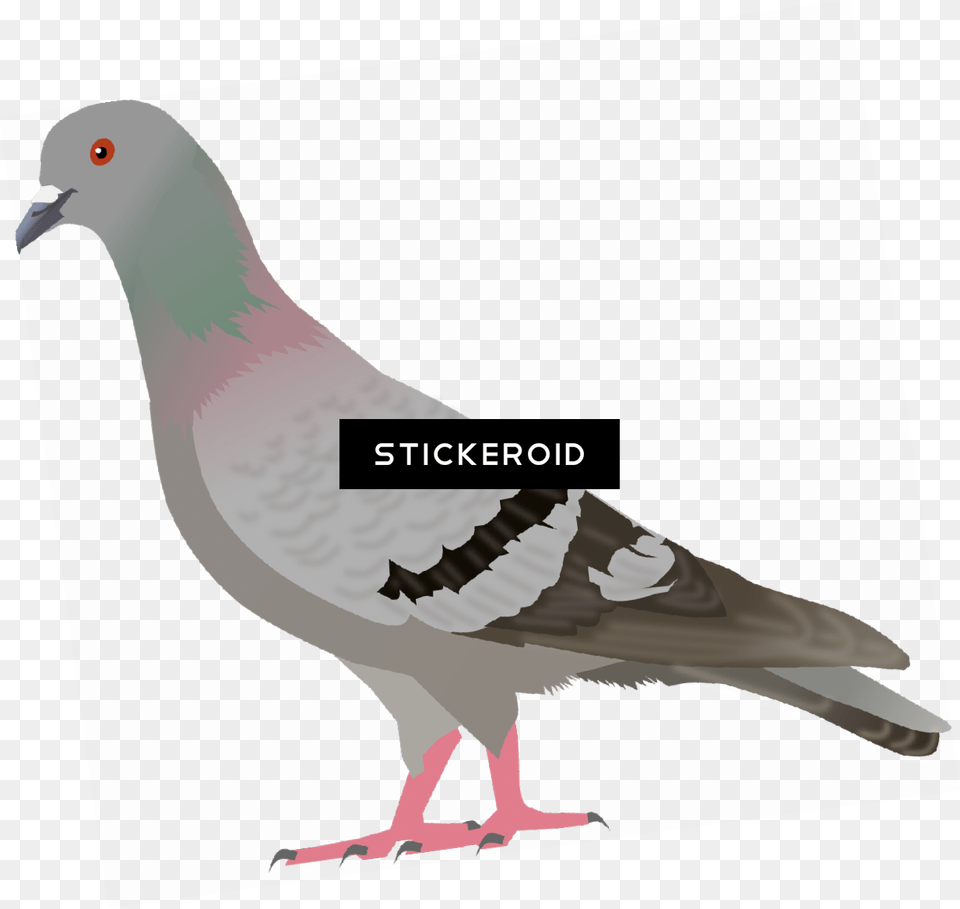 Pigeon Clip Art, Animal, Bird, Dove Free Transparent Png