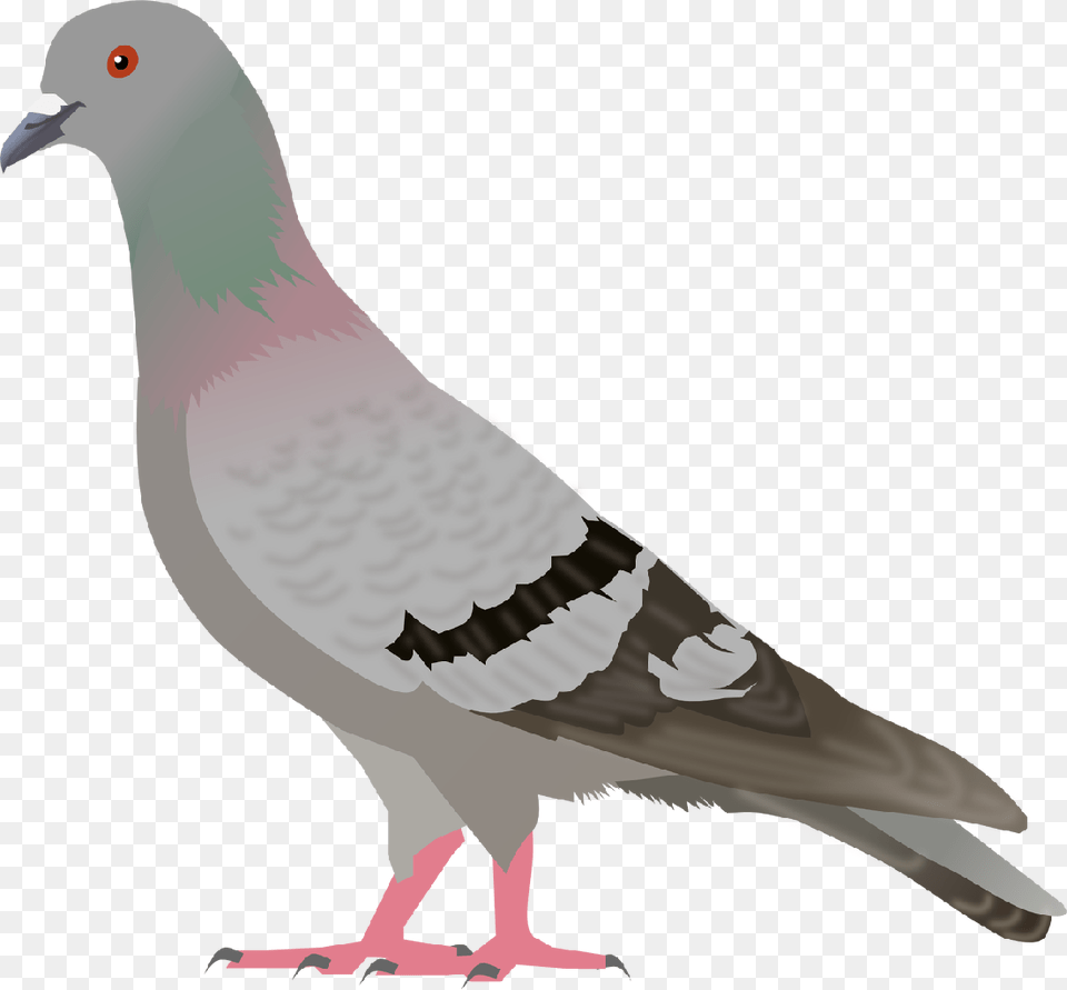 Pigeon Clip Art, Animal, Bird, Dove Free Transparent Png
