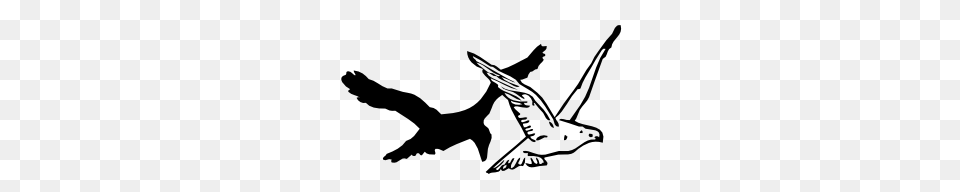 Pigeon Clip Art, Animal, Bird, Flying, Stencil Free Png Download