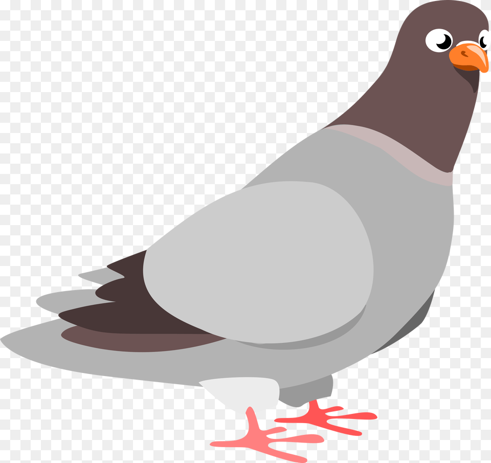 Pigeon Clip Art Animal, Bird, Dove Free Transparent Png