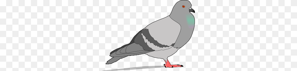 Pigeon Clip Art Free Vector, Animal, Bird, Dove, Fish Png