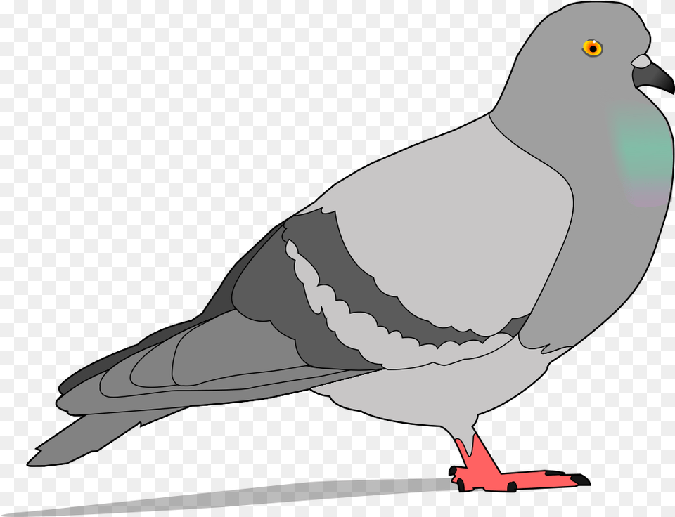 Pigeon Clipart, Animal, Bird, Dove Free Png