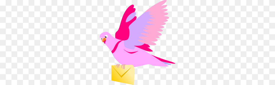 Pigeon Clipart, Animal, Baby, Bird, Parakeet Png