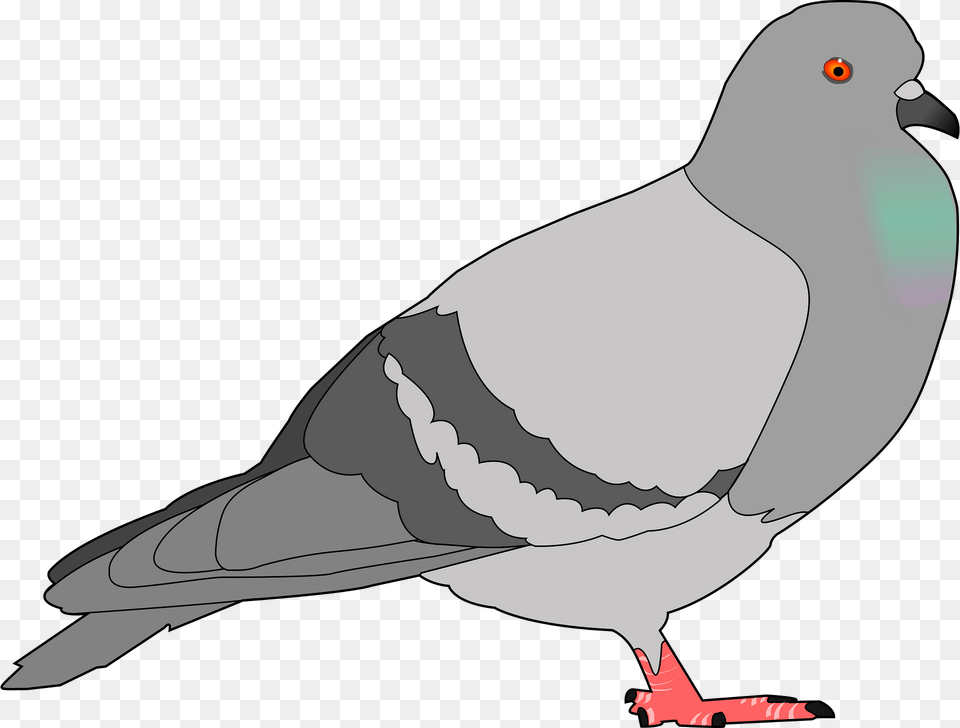 Pigeon Clipart, Animal, Bird, Dove, Fish Free Transparent Png