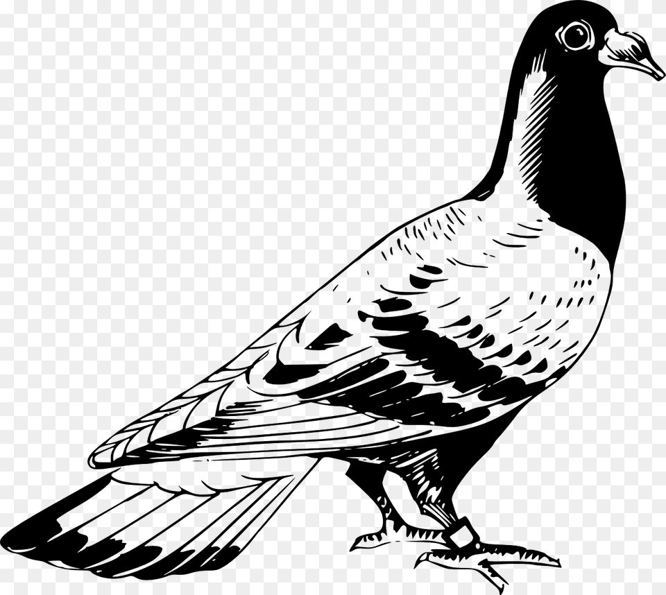 Pigeon Clipart Black And White, Gray Free Transparent Png