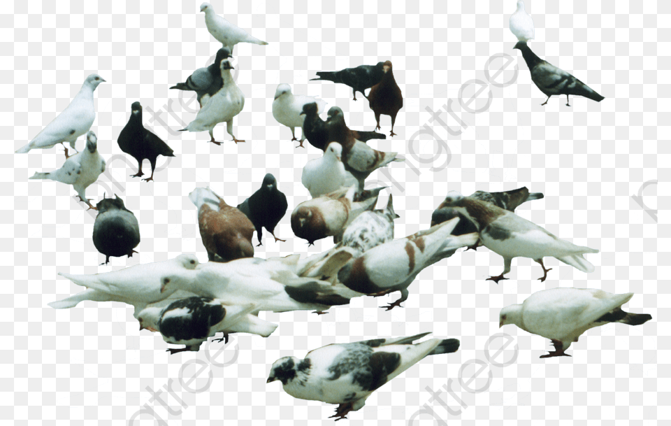 Pigeon Clipart Eating Staya Golubej, Animal, Bird, Dove Png Image