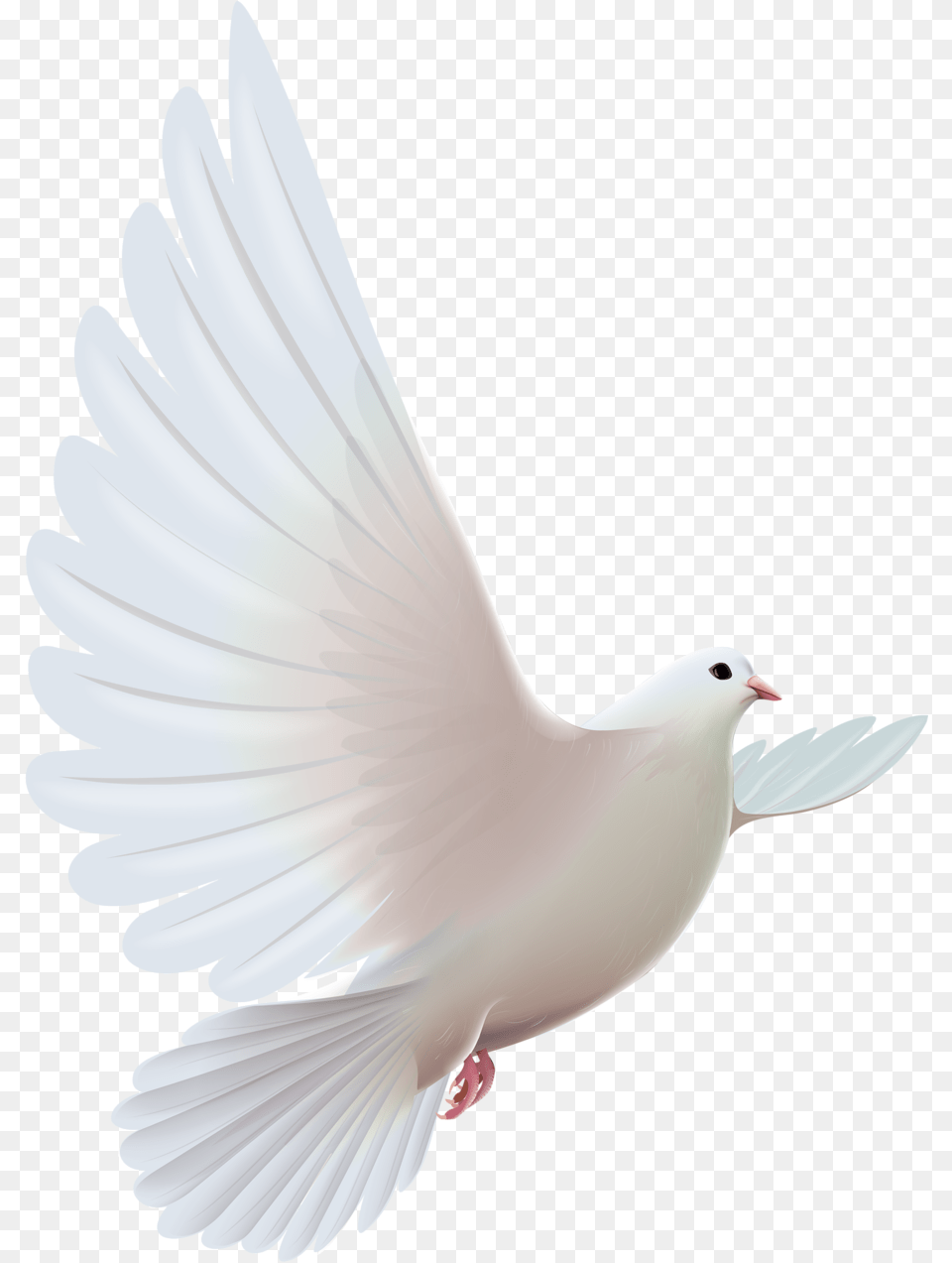 Pigeon Clipart Paloma Pomba Espirito Santo, Animal, Bird, Dove Png Image