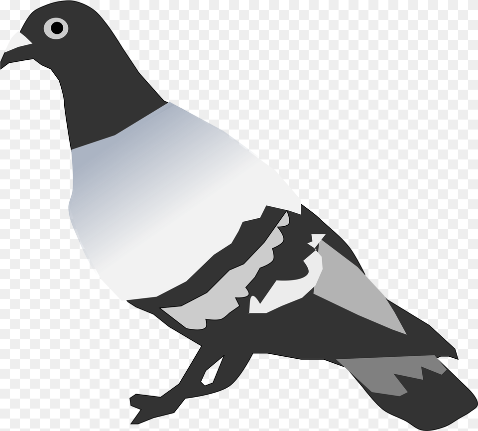 Pigeon Clipart Small Dove Pigeon Vertebrate Or Invertebrate, Animal, Bird, Person Png