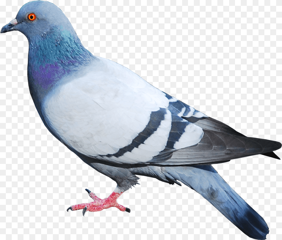 Pigeon Clipart Background Pigeon, Animal, Bird, Dove Free Transparent Png