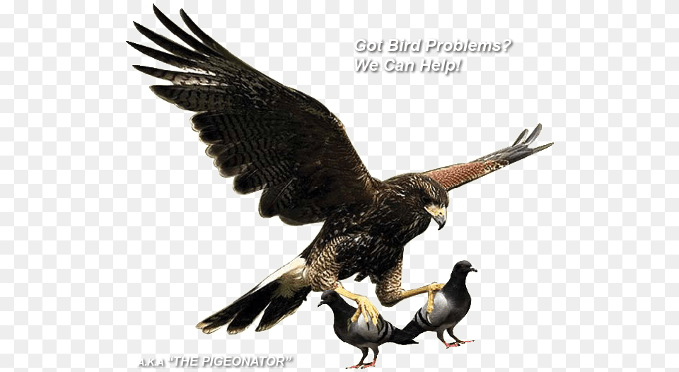 Pigeon Control All Pigeon, Animal, Bird, Kite Bird, Hawk Free Png
