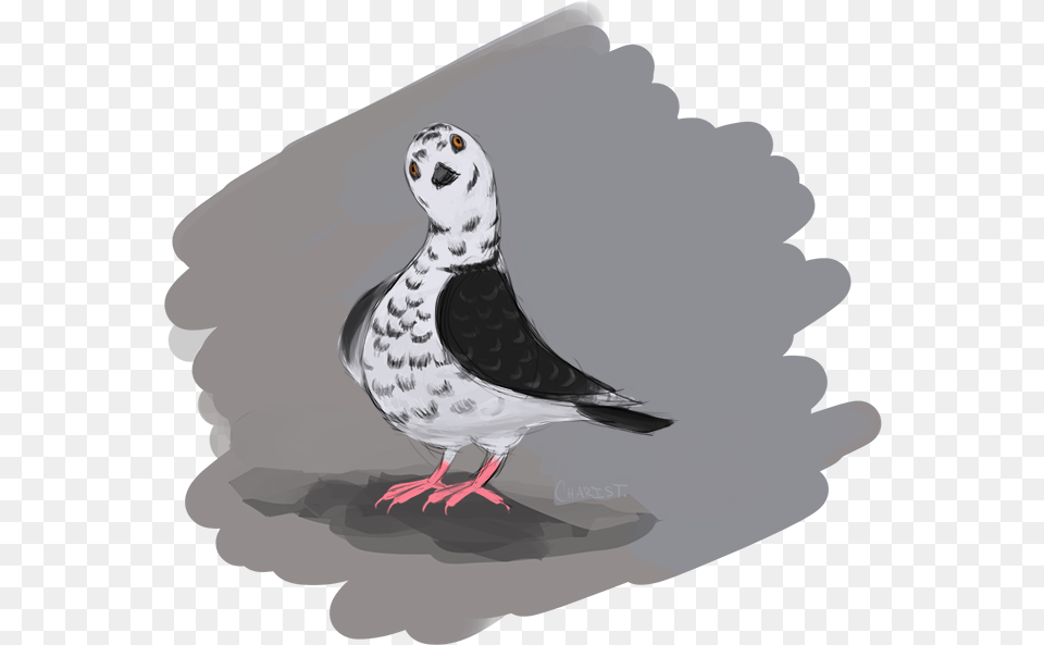 Pigeon Doodle Doodle, Animal, Bird Png Image