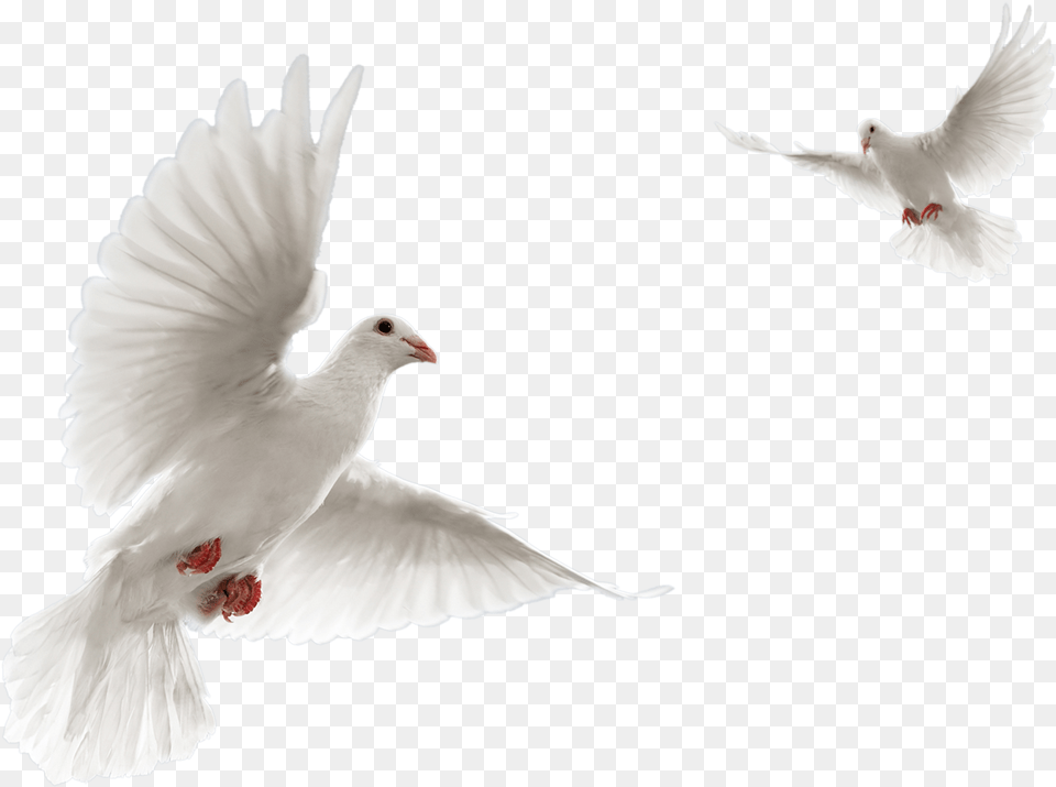 Pigeon Dove Fly, Animal, Bird Png Image