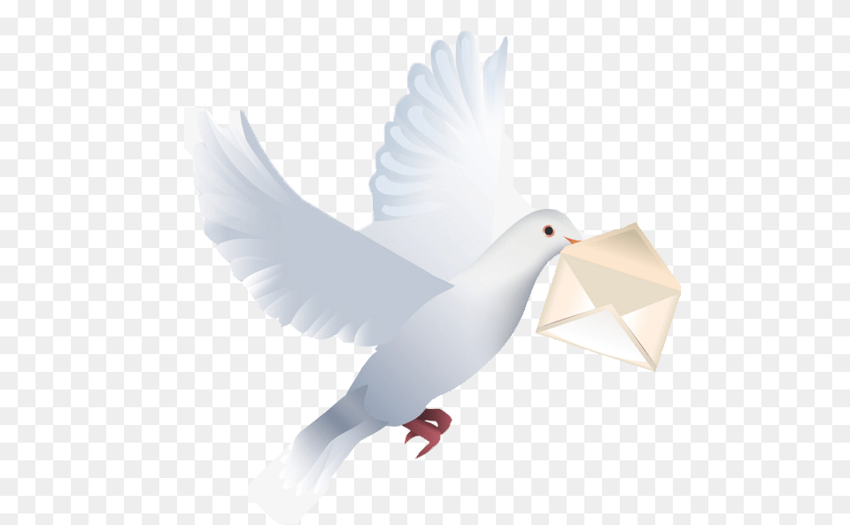 Pigeon Download Happy Birthday Wishes With Pigeon, Animal, Bird, Dove Free Transparent Png