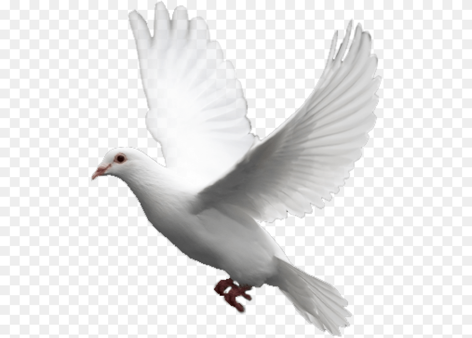 Pigeon Download Pigeon, Animal, Bird, Dove Png Image