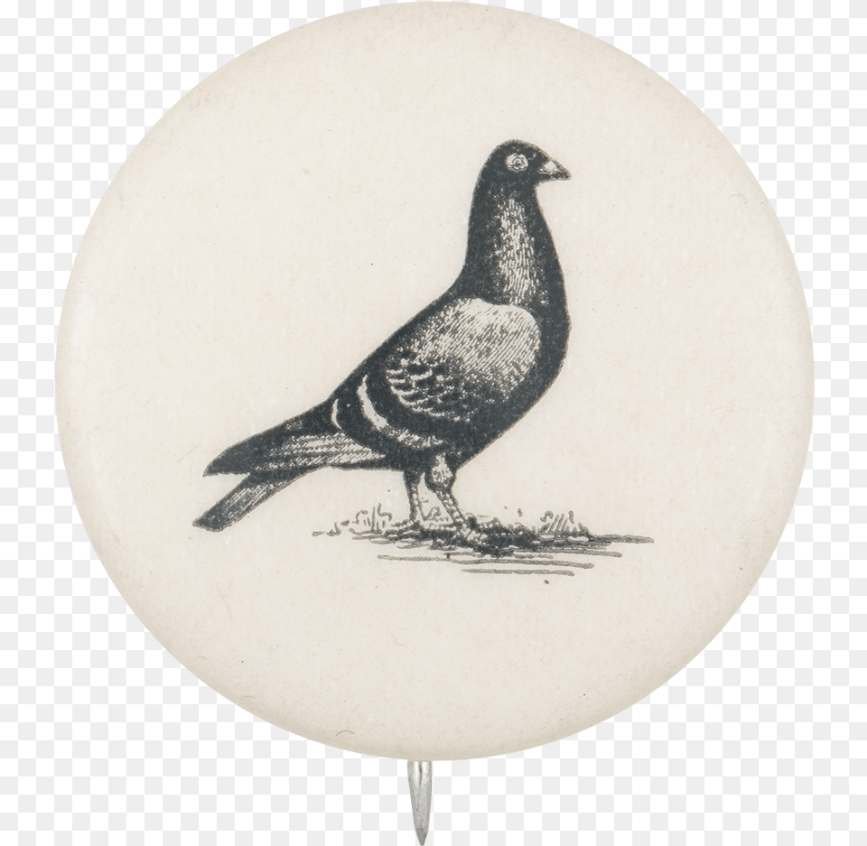 Pigeon Drawing, Animal, Bird, Blackbird Png Image