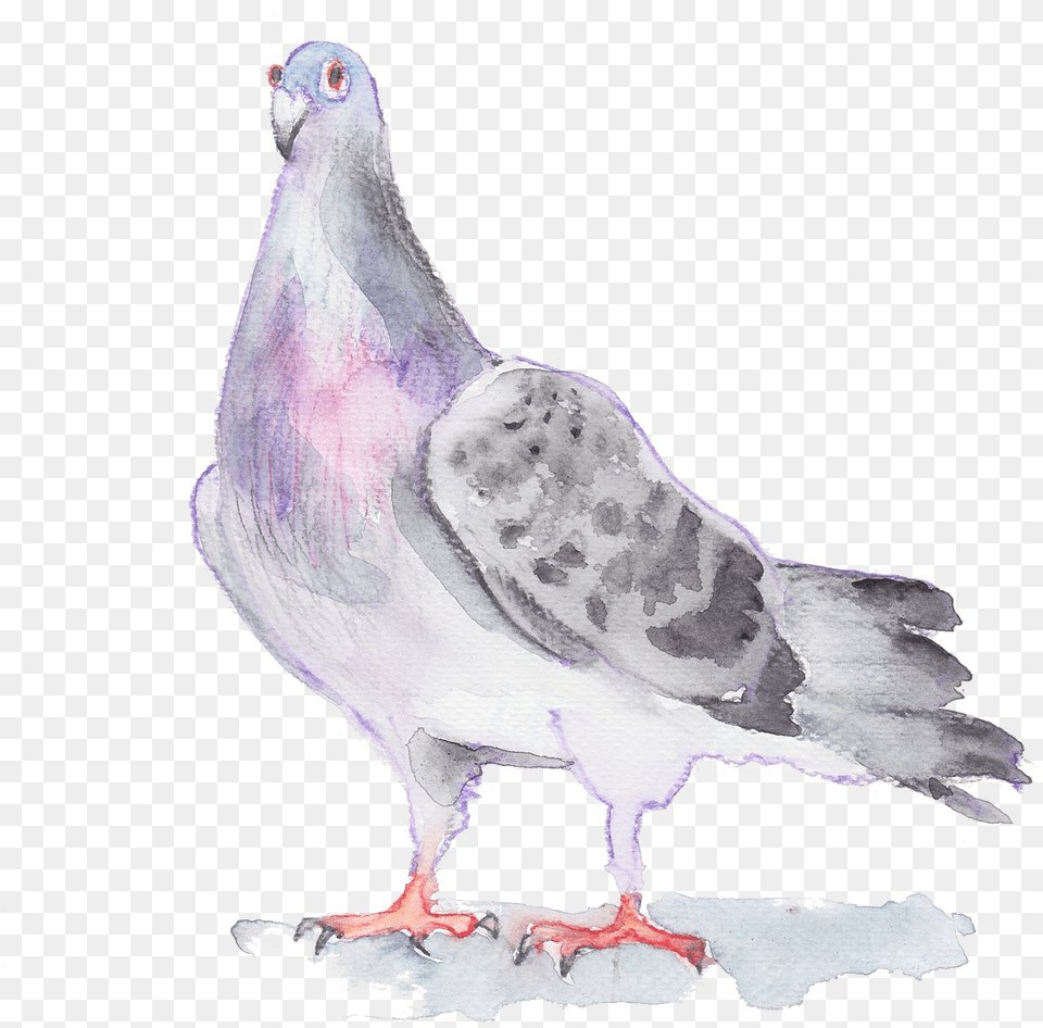 Pigeon Drawing Watercolor, Animal, Bird, Dove Free Png Download