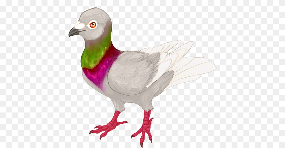 Pigeon Fancy Pick Up Lioden, Animal, Bird, Dove Png