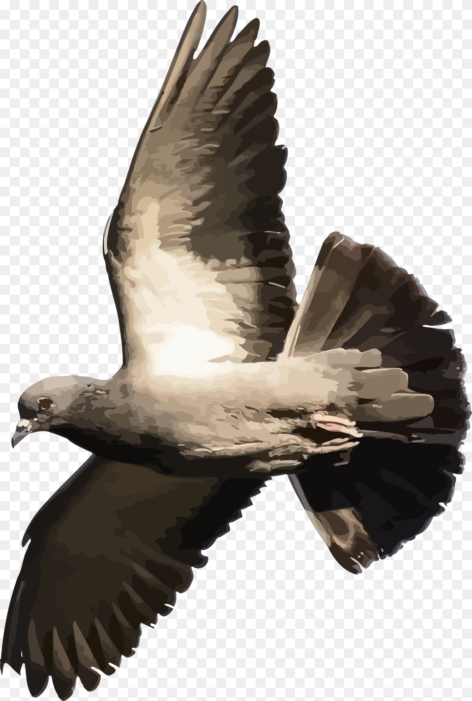 Pigeon Fly Gif, Animal, Bird, Dove, Person Png