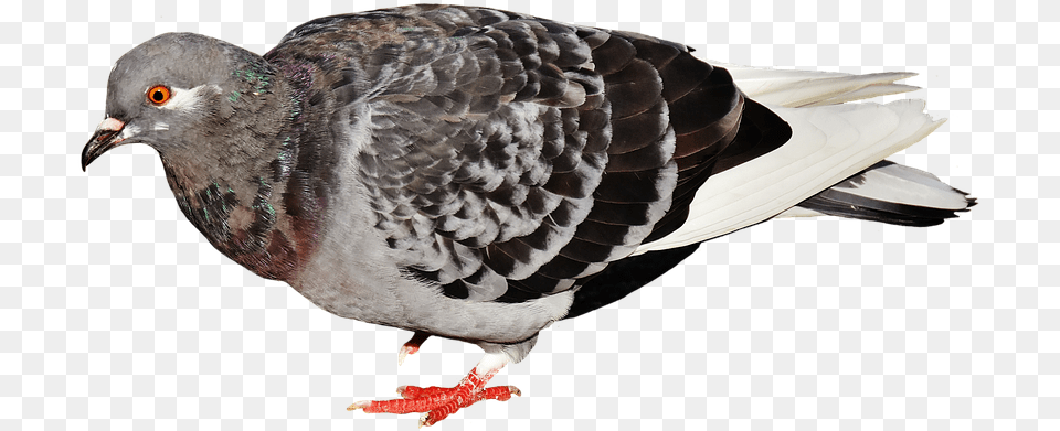 Pigeon Fly Holub Mestsk, Animal, Bird, Dove Free Png
