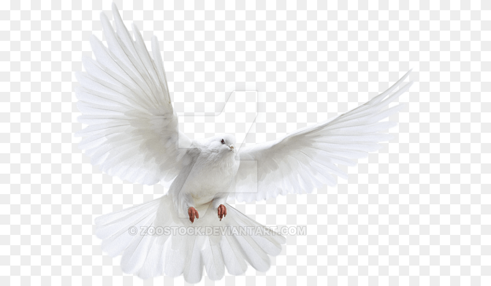 Pigeon Flying, Animal, Bird, Dove Free Png Download