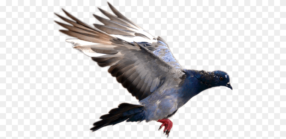 Pigeon Flying Bird Nature Day Move Park Feather Pigeons Flying, Animal, Dove Png Image