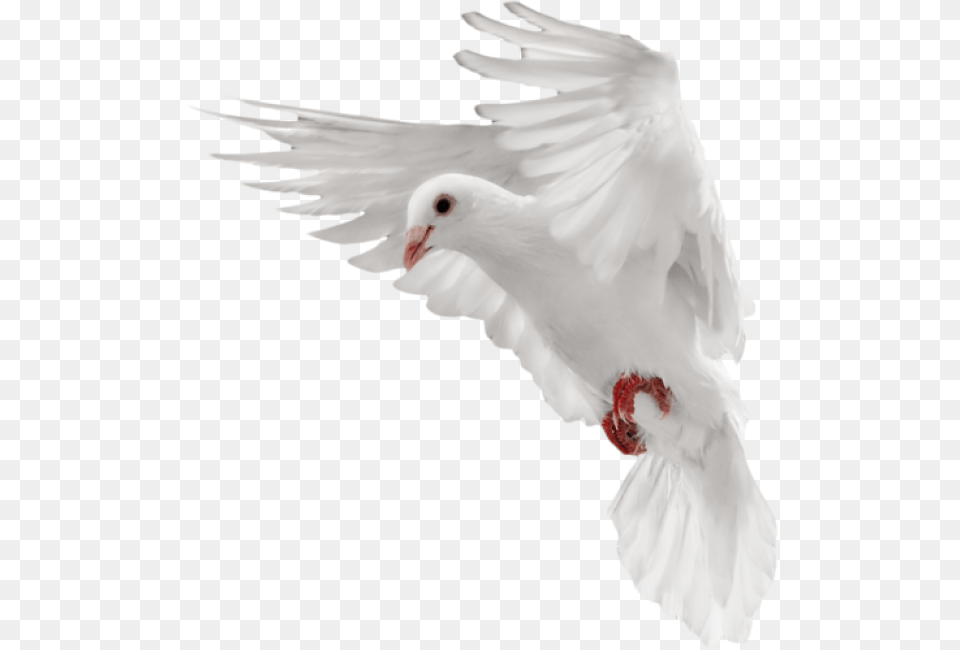 Pigeon Flying Dove White, Animal, Bird Free Png