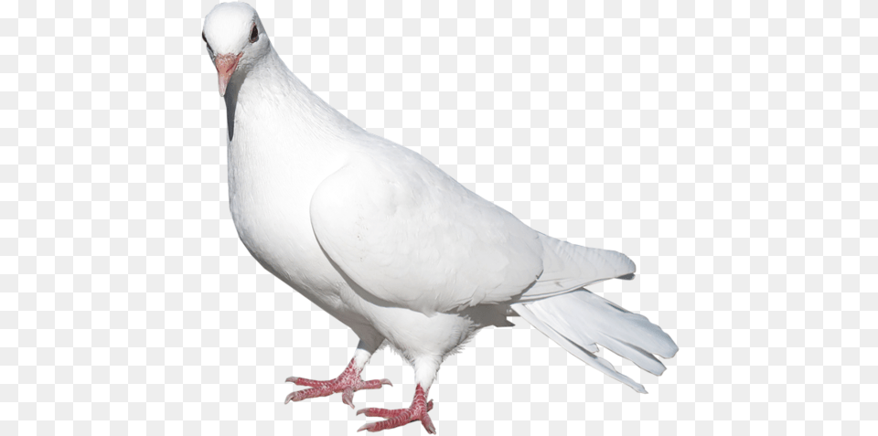 Pigeon For Picsart, Animal, Bird, Dove Free Png Download