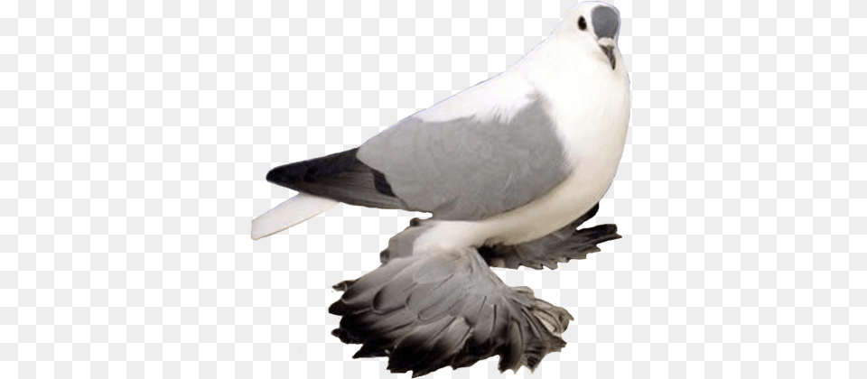 Pigeon Free Arts, Animal, Bird, Dove Png