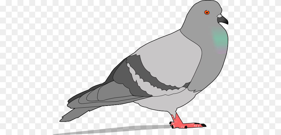 Pigeon Cliparts, Animal, Bird, Dove, Penguin Free Png