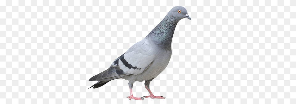 Pigeon Free Download, Animal, Bird, Dove Png Image