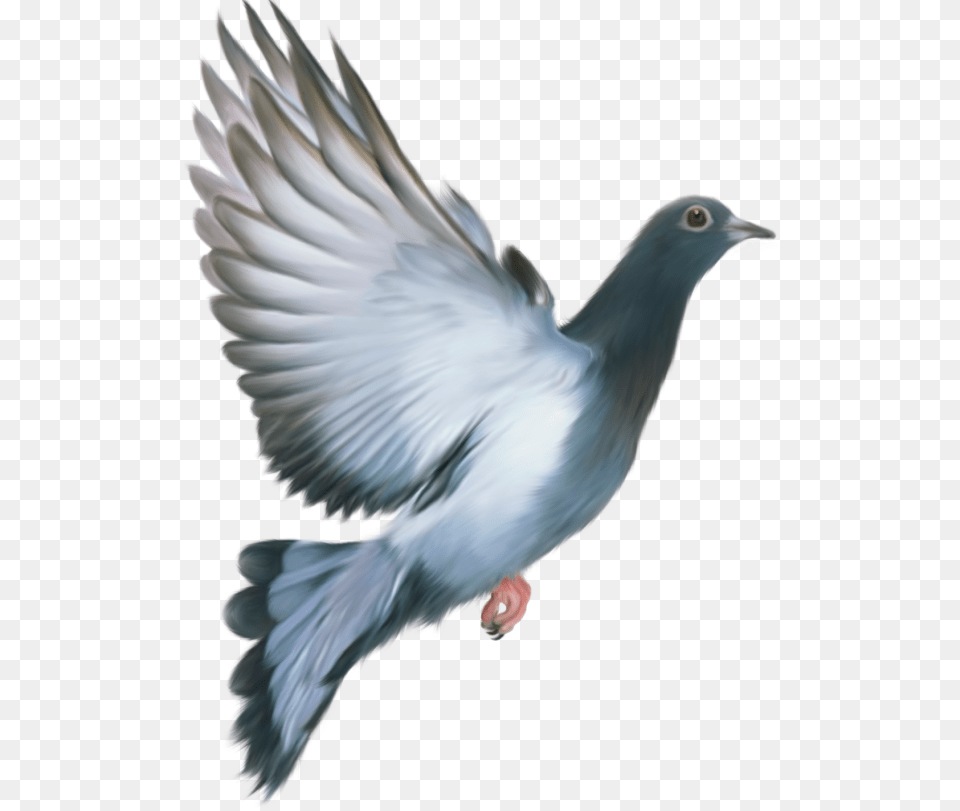 Pigeon Download, Animal, Bird, Dove Free Transparent Png