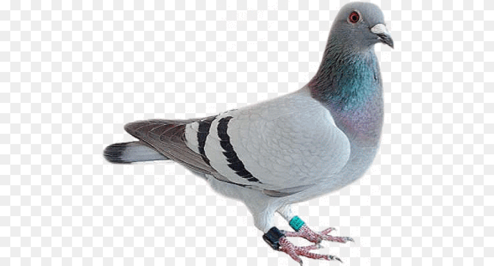 Pigeon Lion With The Head Of A Pigeon, Animal, Bird, Dove Free Png Download