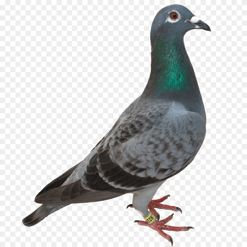 Pigeon Green Head, Animal, Bird, Dove Free Png Download