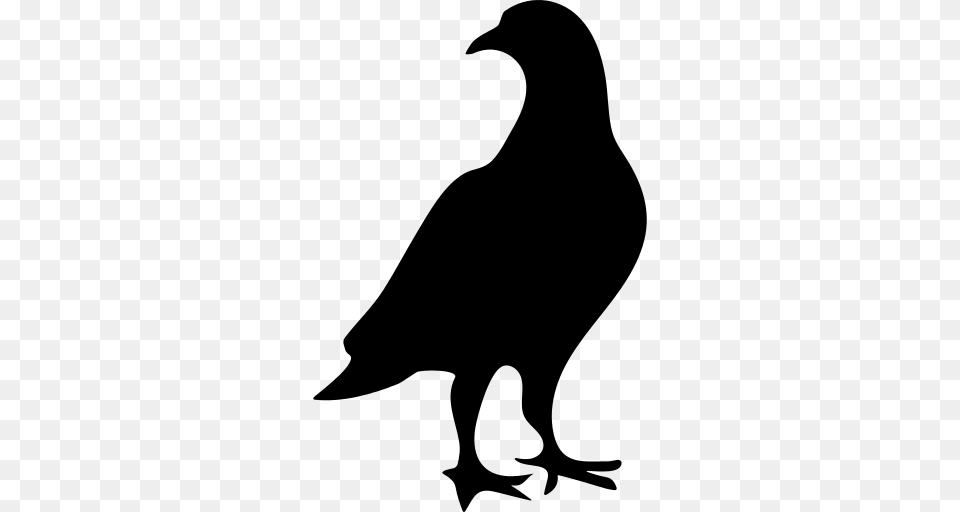 Pigeon Icon, Gray Free Png