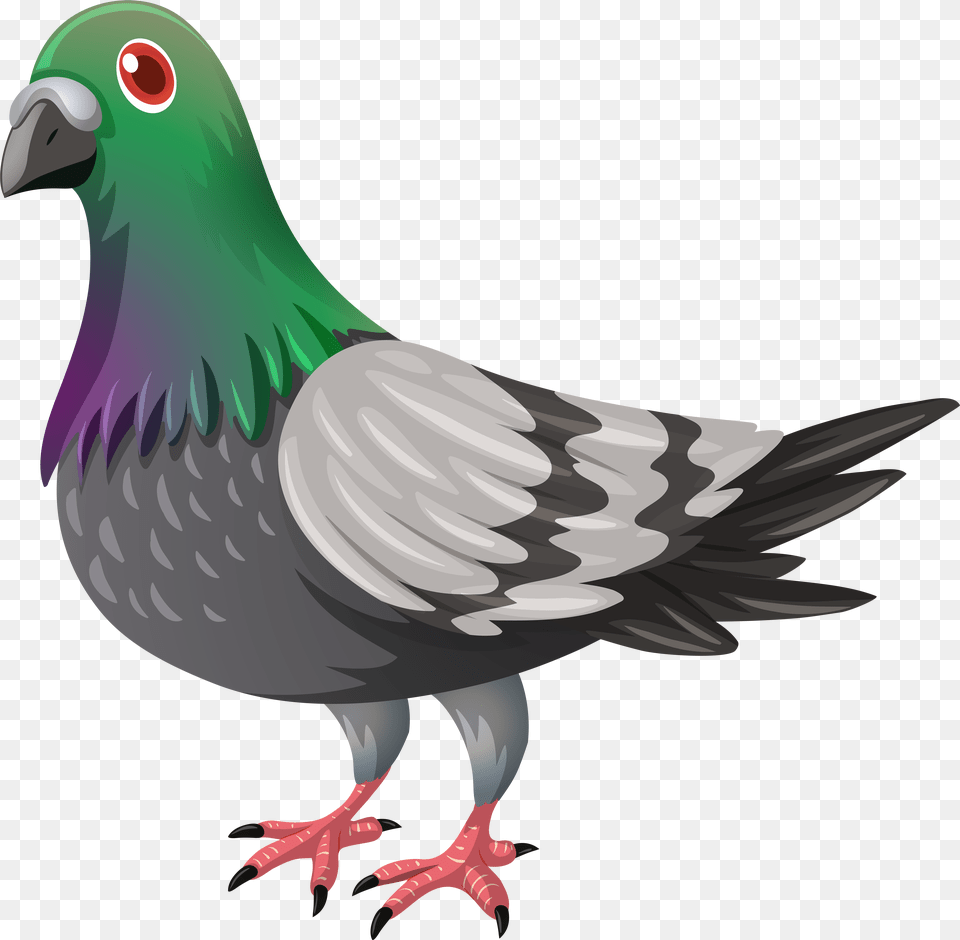 Pigeon Image, Animal, Bird, Dove Free Png