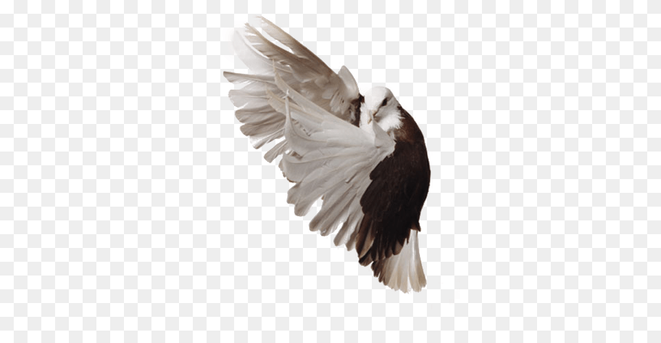 Pigeon Bald Eagle, Animal, Bird, Dove Png Image