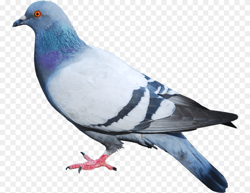 Pigeon Pigeon, Animal, Bird, Dove Png Image