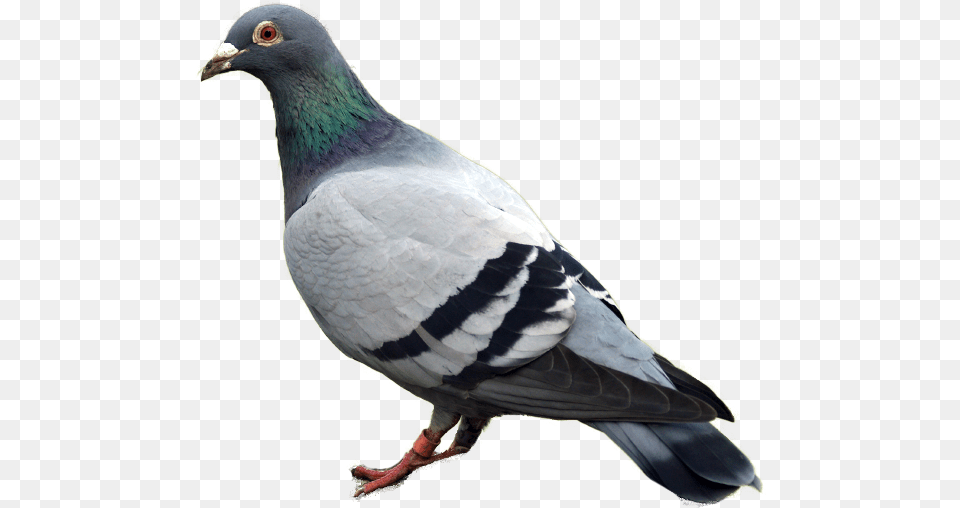 Pigeon Image Pigeon Animal, Bird, Dove Free Transparent Png